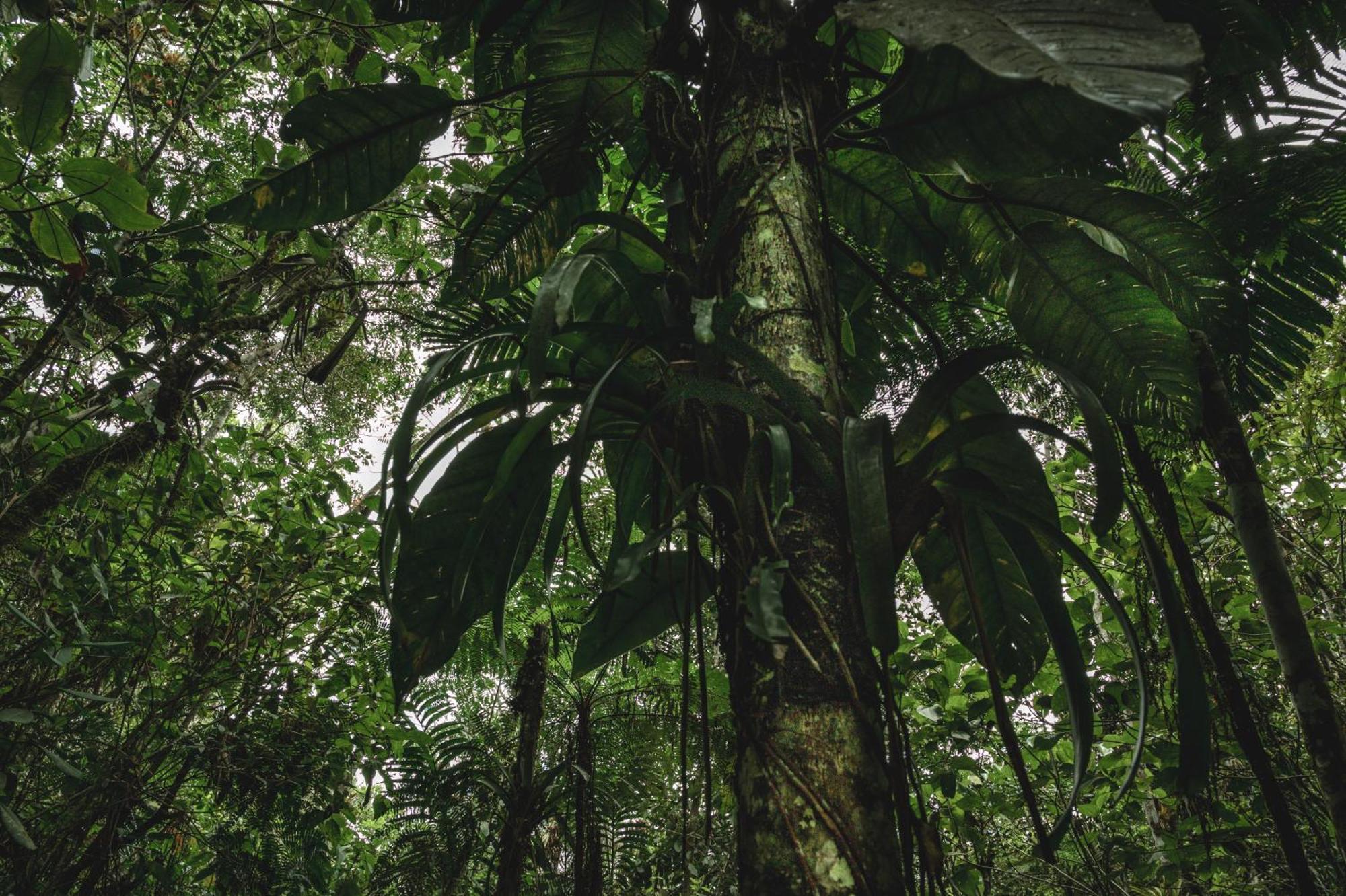 Huingos Eco Lodge Tarapoto Esterno foto
